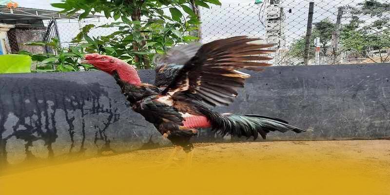 BET88 - Kết luận một cách tổng quan.